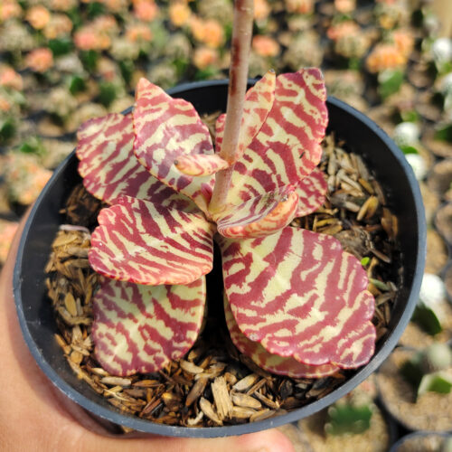 Kalanchoe Humilis, real gallery image #15 plants. Picture taken directly from kaktus.id community Kalanchoe farmer green houses.