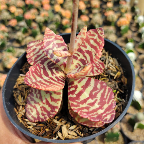 Kalanchoe Humilis, real gallery image #16 plants. Picture taken directly from kaktus.id community Kalanchoe farmer green houses.