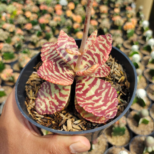 Kalanchoe Humilis, real gallery image #17 plants. Picture taken directly from kaktus.id community Kalanchoe farmer green houses.
