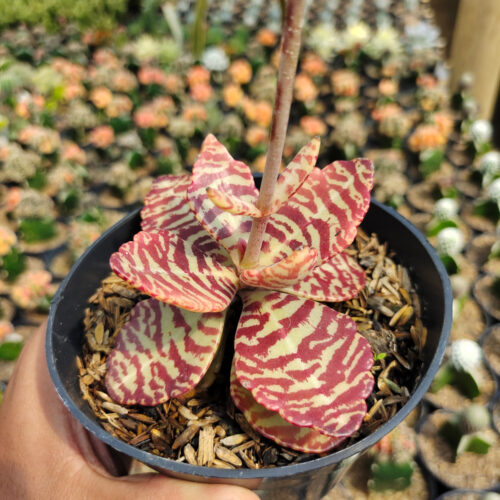 Kalanchoe Humilis, real gallery image #19 plants. Picture taken directly from kaktus.id community Kalanchoe farmer green houses.