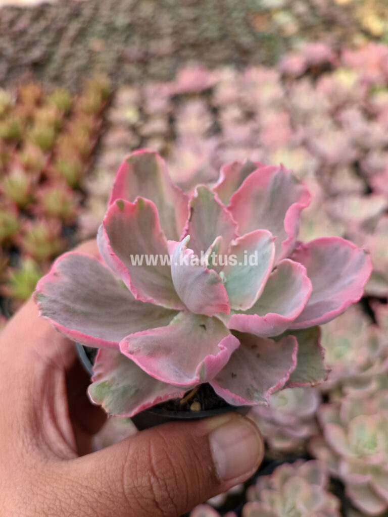 kaktus.id