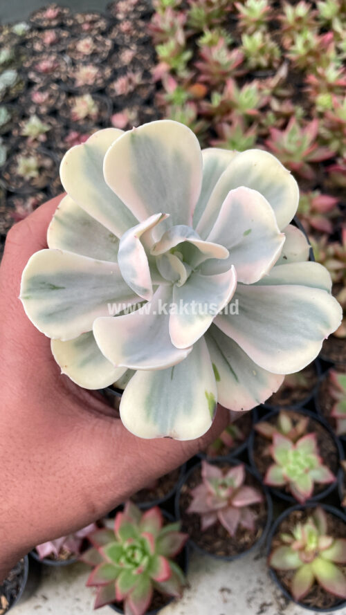 Echeveria Chantilly Mutation 'White Angel', real gallery image #8 plants. Picture taken directly from kaktus.id community Echeveria farmer green houses.