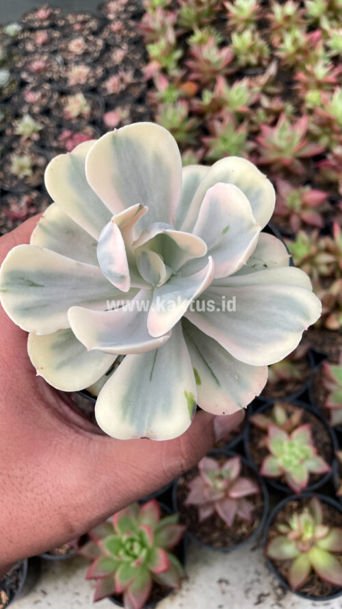 Echeveria Chantilly Mutation 'White Angel', real gallery image #6 plants. Picture taken directly from kaktus.id community Echeveria farmer green houses.
