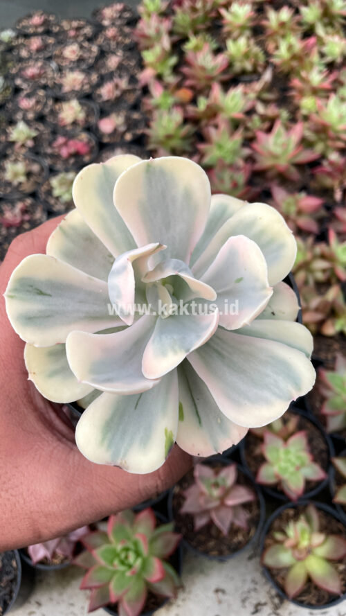 Echeveria Chantilly Mutation 'White Angel', real gallery image #5 plants. Picture taken directly from kaktus.id community Echeveria farmer green houses.