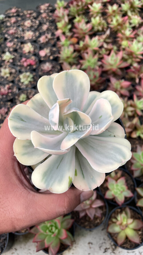 Echeveria Chantilly Mutation 'White Angel', real gallery image #12 plants. Picture taken directly from kaktus.id community Echeveria farmer green houses.