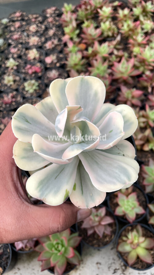 Echeveria Chantilly Mutation 'White Angel', real gallery image #10 plants. Picture taken directly from kaktus.id community Echeveria farmer green houses.