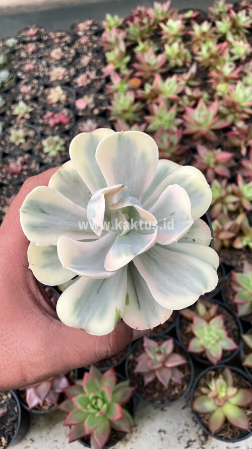 Echeveria Chantilly Mutation 'White Angel', real gallery image #14 plants. Picture taken directly from kaktus.id community Echeveria farmer green houses.
