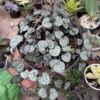 Ceropegia Woodii 'String of Hearts', real gallery image #2 plants. Picture taken directly from kaktus.id community Ceropegia farmer green houses.