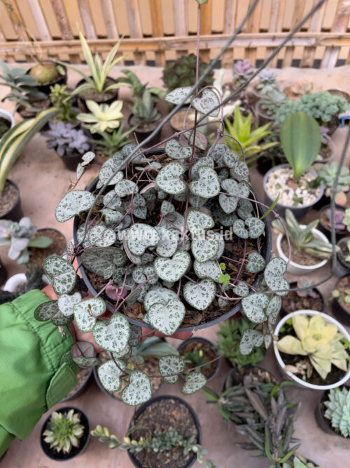 Ceropegia Woodii 'String of Hearts', real gallery image #3 plants. Picture taken directly from kaktus.id community Ceropegia farmer green houses.