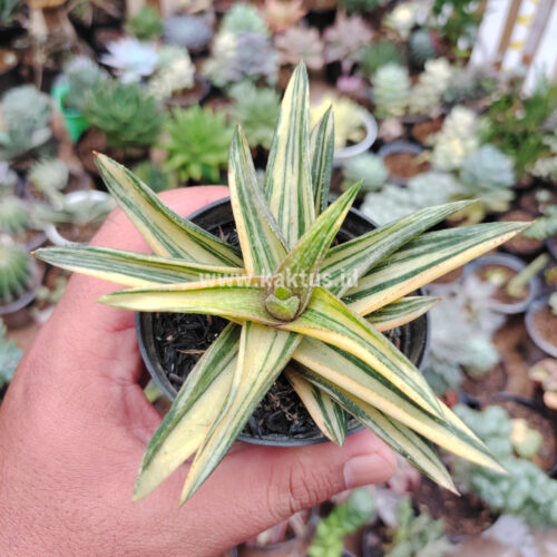 Haworthia Pentagona Variegated, real gallery image #1 plants. Picture taken directly from kaktus.id community Haworthia farmer green houses.