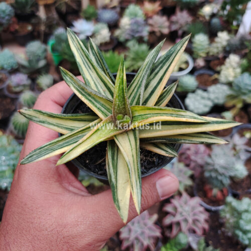 Haworthia Pentagona Variegated, real gallery image #16 plants. Picture taken directly from kaktus.id community Haworthia farmer green houses.