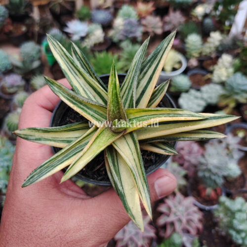 Haworthia Pentagona Variegated, real gallery image #8 plants. Picture taken directly from kaktus.id community Haworthia farmer green houses.