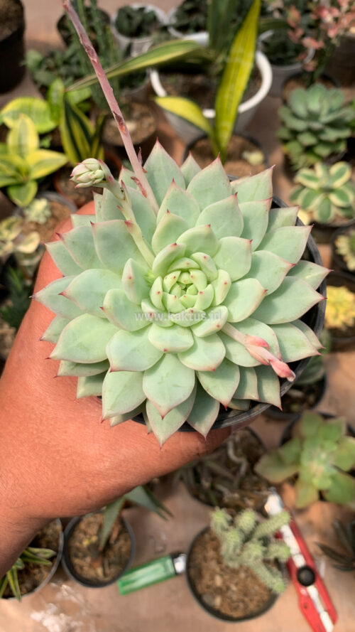 Echeveria Haageana 'Green Goddess', real gallery image #6 plants. Picture taken directly from kaktus.id community Echeveria farmer green houses.