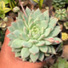 Echeveria Haageana 'Green Goddess', real gallery image #5 plants. Picture taken directly from kaktus.id community Echeveria farmer green houses.
