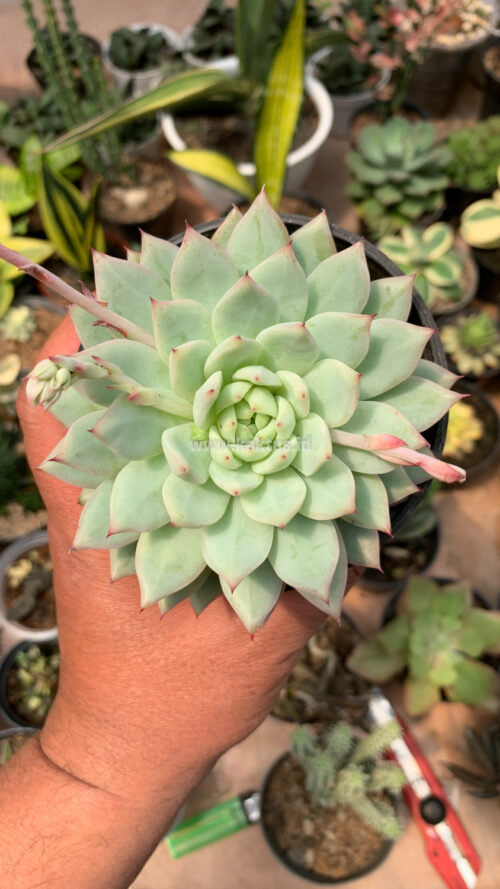 Echeveria Haageana 'Green Goddess', real gallery image #4 plants. Picture taken directly from kaktus.id community Echeveria farmer green houses.