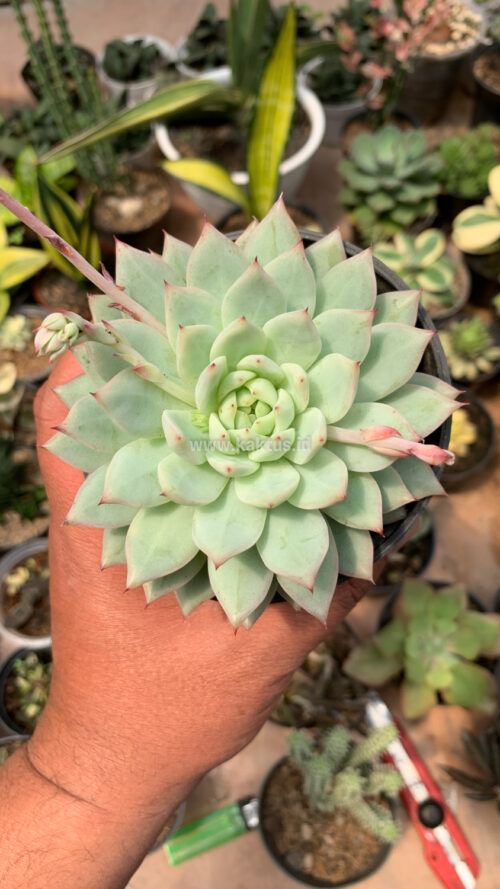 Echeveria Haageana 'Green Goddess', real gallery image #3 plants. Picture taken directly from kaktus.id community Echeveria farmer green houses.