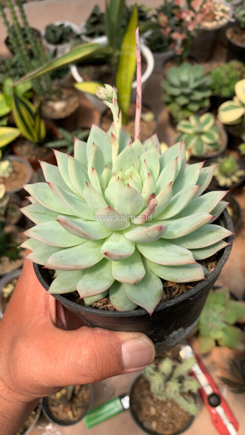 Echeveria Haageana 'Green Goddess', real gallery image #1 plants. Picture taken directly from kaktus.id community Echeveria farmer green houses.