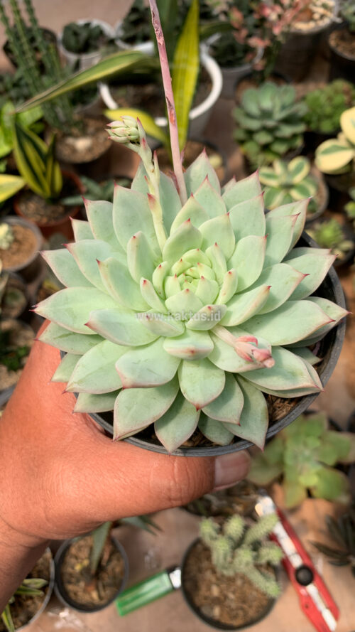 Echeveria Haageana 'Green Goddess', real gallery image #2 plants. Picture taken directly from kaktus.id community Echeveria farmer green houses.