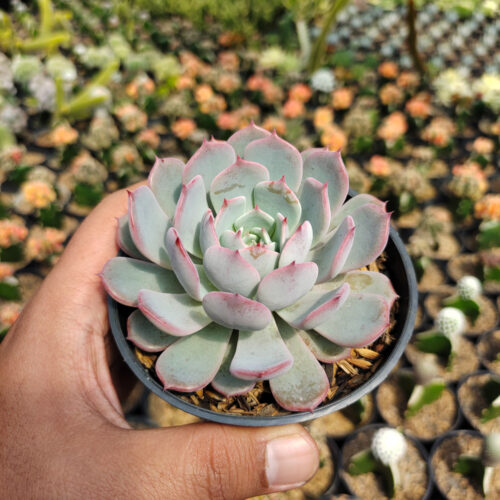 Echeveria Tuxpanensis, real gallery image #2 plants. Picture taken directly from kaktus.id community Echeveria farmer green houses.