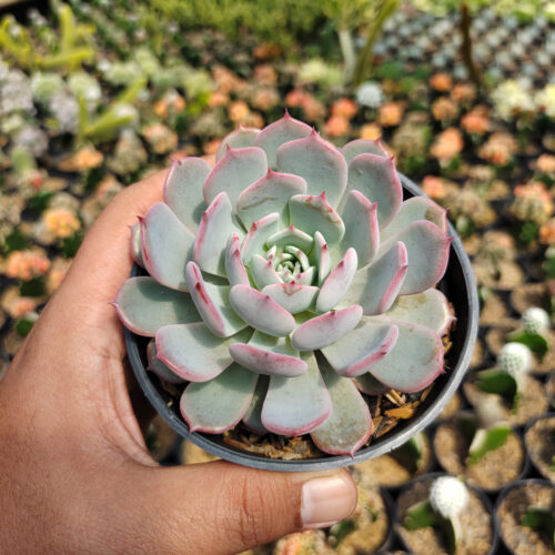 Echeveria Tuxpanensis, real gallery image #3 plants. Picture taken directly from kaktus.id community Echeveria farmer green houses.