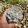 Echeveria Tuxpanensis, real gallery image #4 plants. Picture taken directly from kaktus.id community Echeveria farmer green houses.