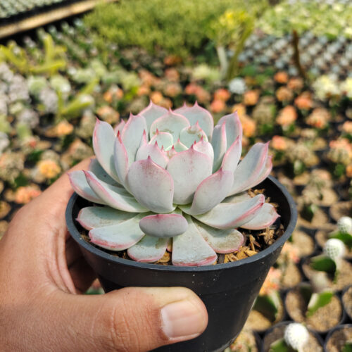 Echeveria Tuxpanensis, real gallery image #5 plants. Picture taken directly from kaktus.id community Echeveria farmer green houses.
