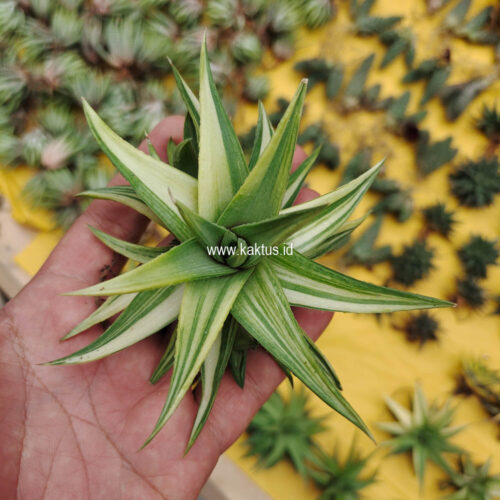Haworthia Limifolia Ubomboensis Variegated, real gallery image #15 plants. Picture taken directly from kaktus.id community Haworthia farmer green houses.