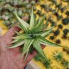 Haworthia Limifolia Ubomboensis Variegated, real gallery image #3 plants. Picture taken directly from kaktus.id community Haworthia farmer green houses.