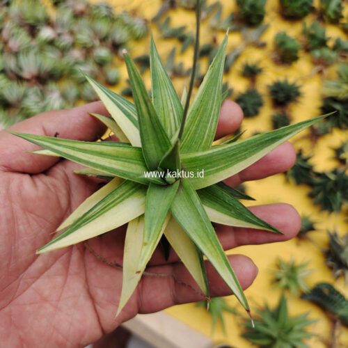 Haworthia Limifolia Ubomboensis Variegated, real gallery image #12 plants. Picture taken directly from kaktus.id community Haworthia farmer green houses.