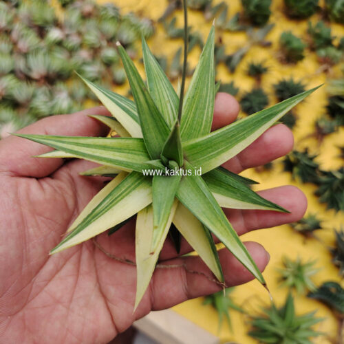 Haworthia Limifolia Ubomboensis Variegated, real gallery image #13 plants. Picture taken directly from kaktus.id community Haworthia farmer green houses.