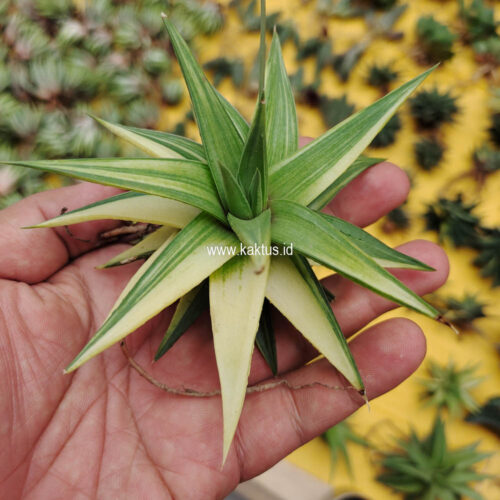 Haworthia Limifolia Ubomboensis Variegated, real gallery image #5 plants. Picture taken directly from kaktus.id community Haworthia farmer green houses.