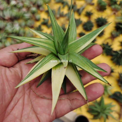 Haworthia Limifolia Ubomboensis Variegated, real gallery image #14 plants. Picture taken directly from kaktus.id community Haworthia farmer green houses.