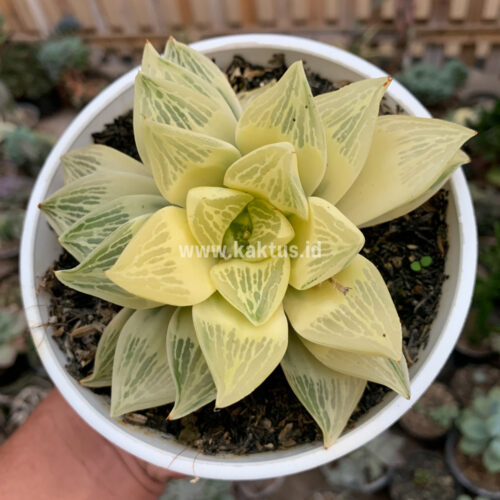 Haworthia Retusa Giant Leafs Aurea Variegated, real gallery image #2 plants. Picture taken directly from kaktus.id community Haworthia farmer green houses.