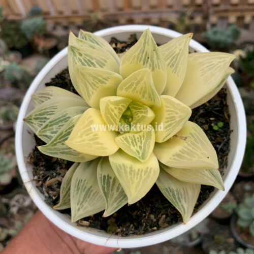Haworthia Retusa Giant Leafs Aurea Variegated, real gallery image #3 plants. Picture taken directly from kaktus.id community Haworthia farmer green houses.