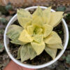 Haworthia Retusa Giant Leafs Aurea Variegated, real gallery image #4 plants. Picture taken directly from kaktus.id community Haworthia farmer green houses.