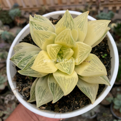 Haworthia Retusa Giant Leafs Aurea Variegated, real gallery image #4 plants. Picture taken directly from kaktus.id community Haworthia farmer green houses.