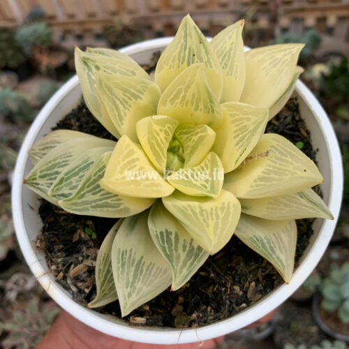 Haworthia Retusa Giant Leafs Aurea Variegated, real gallery image #5 plants. Picture taken directly from kaktus.id community Haworthia farmer green houses.