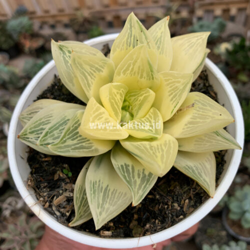Haworthia Retusa Giant Leafs Aurea Variegated, real gallery image #6 plants. Picture taken directly from kaktus.id community Haworthia farmer green houses.