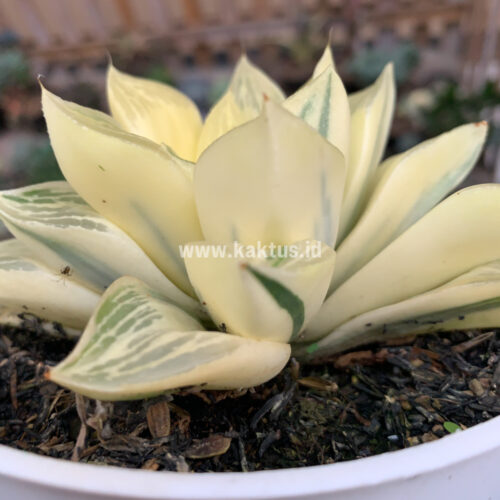 Haworthia Retusa Giant Leafs Aurea Variegated, real gallery image #7 plants. Picture taken directly from kaktus.id community Haworthia farmer green houses.