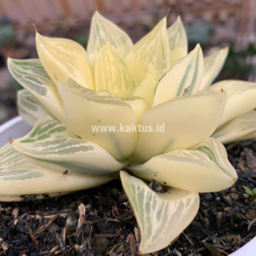 Haworthia Retusa Giant Leafs Aurea Variegated, real gallery image #1 plants. Picture taken directly from kaktus.id community Haworthia farmer green houses.