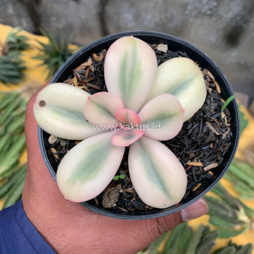 Echeveria Primadonna Variegated, real gallery image #13 plants. Picture taken directly from kaktus.id community Echeveria farmer green houses.