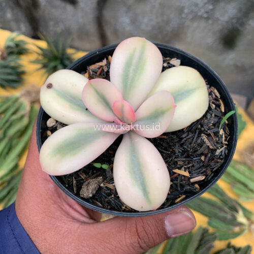 Echeveria Primadonna Variegated, real gallery image #27 plants. Picture taken directly from kaktus.id community Echeveria farmer green houses.
