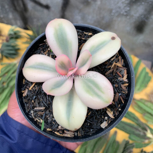 Echeveria Primadonna Variegated, real gallery image #15 plants. Picture taken directly from kaktus.id community Echeveria farmer green houses.