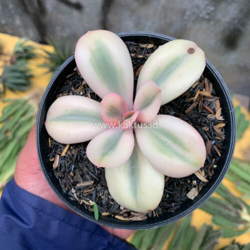 Echeveria Primadonna Variegated, real gallery image #23 plants. Picture taken directly from kaktus.id community Echeveria farmer green houses.