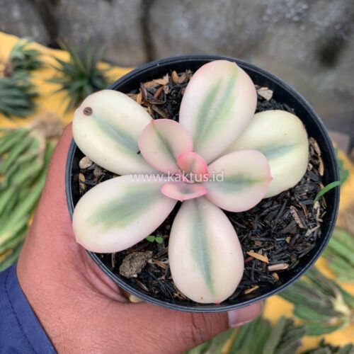 Echeveria Primadonna Variegated, real gallery image #7 plants. Picture taken directly from kaktus.id community Echeveria farmer green houses.