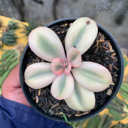 Echeveria Primadonna Variegated, real gallery image #17 plants. Picture taken directly from kaktus.id community Echeveria farmer green houses.