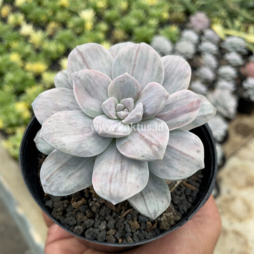 Graptopetalum Silverbum, real gallery image #5 plants. Picture taken directly from kaktus.id community Graptopetalum farmer green houses.