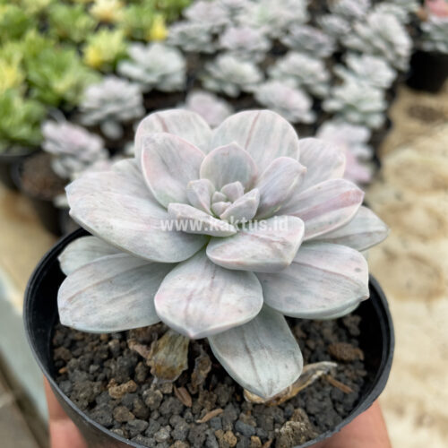 Graptopetalum Silverbum, real gallery image #15 plants. Picture taken directly from kaktus.id community Graptopetalum farmer green houses.