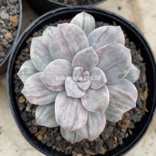 Graptopetalum Silverbum, real gallery image #2 plants. Picture taken directly from kaktus.id community Graptopetalum farmer green houses.