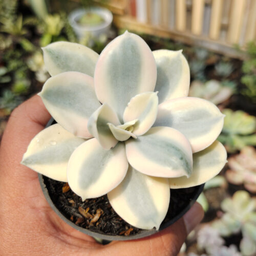 Echeveria Decora Aurea Variegated ( Single Head ), real gallery image #3 plants. Picture taken directly from kaktus.id community Echeveria farmer green houses.